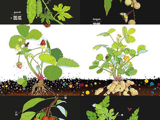 植物科普|合集1