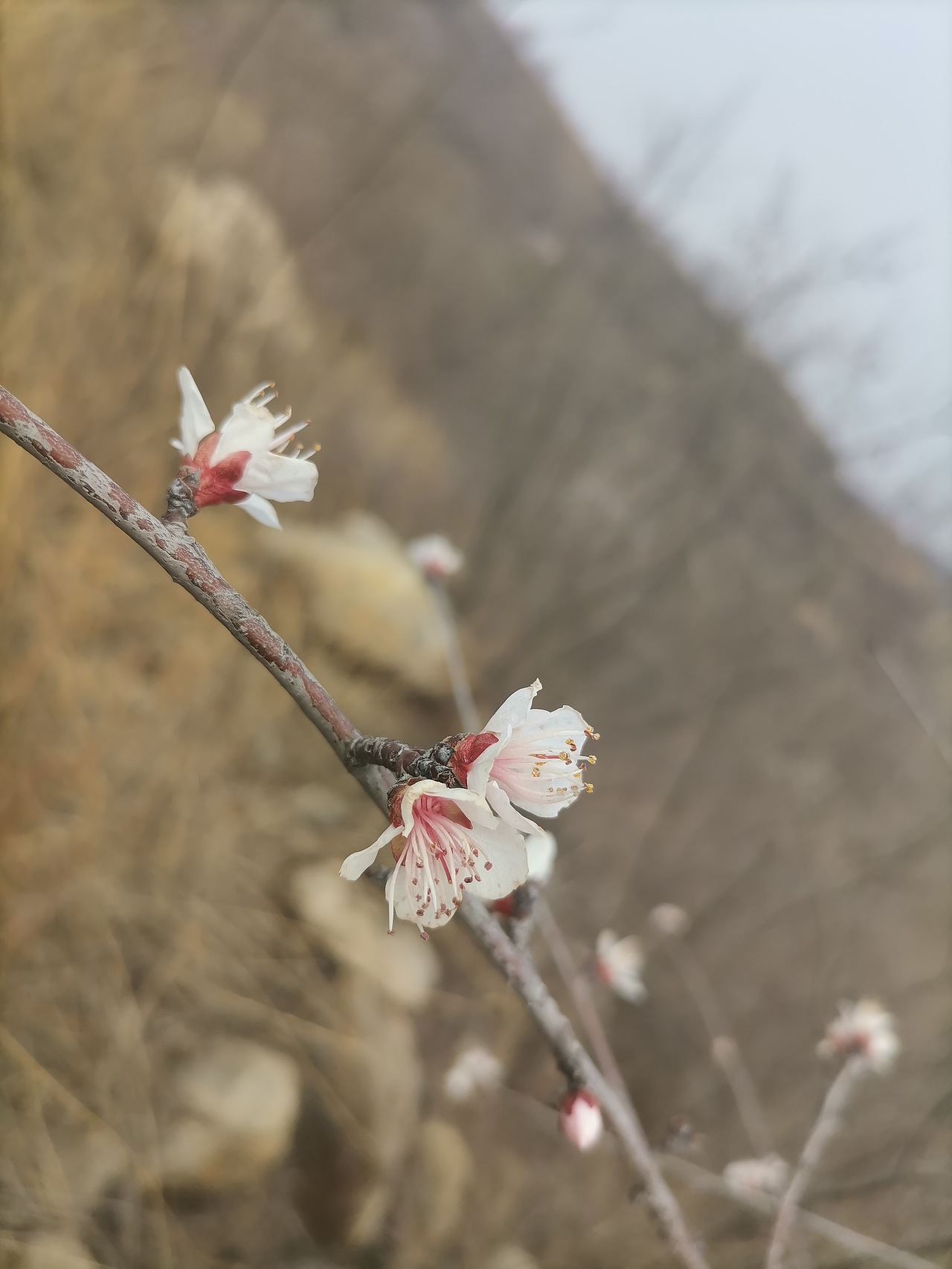 春天她真的来了