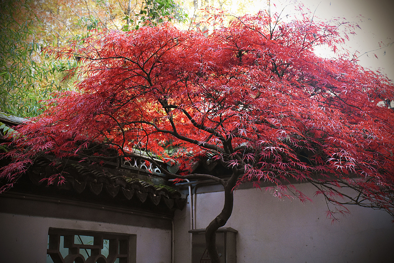 上海嘉定秋霞圃枫叶秋景