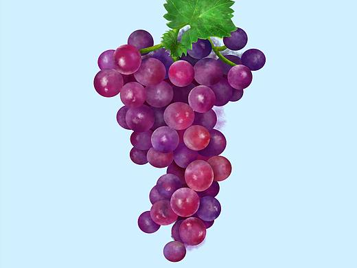 水果插画系列-葡萄  草莓  山竹