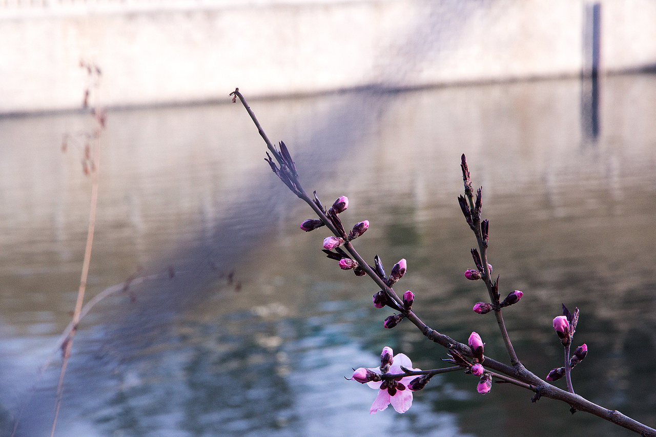 初春的花。等待的夏