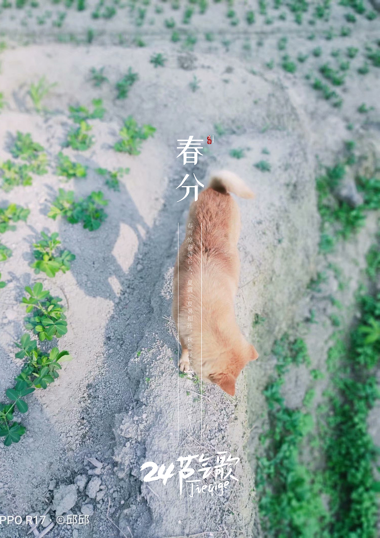 24节气之镜头下（图ZMjYzNTM2MzEy） - 人文/纪实摄影 - 站酷设计师杞子呆呆原创素材 - 站酷ZCOOL