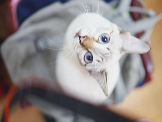 可可爱爱（个人主页-ZNDAzMjEyNTY=） - 宠物摄影 - 站酷设计师SaltySue原创素材 - 站酷ZCOOL