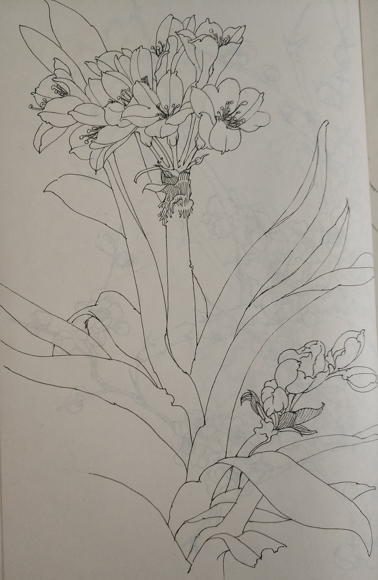 花鸟(写生)手绘小稿