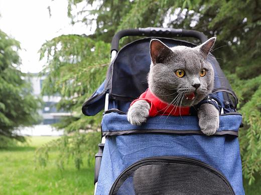 蓝胖子灰灰——猫生第一次外出游玩~宠物摄影、猫咪