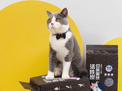 倔强的尾巴猫砂宠物用品摄影