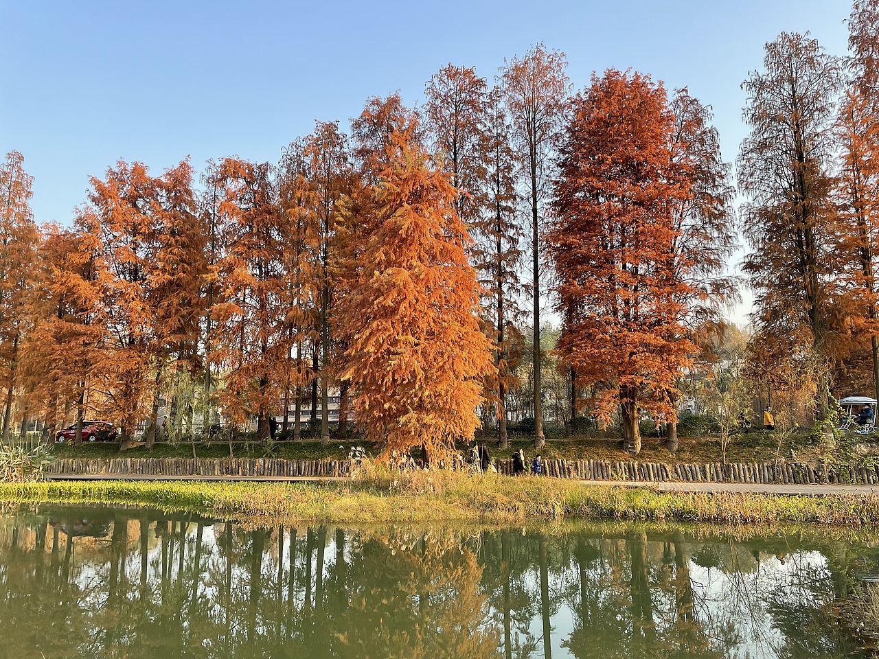 青山湖水杉红了