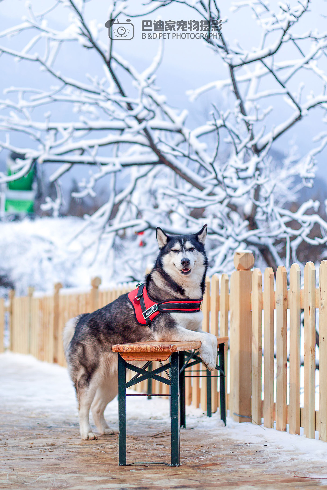 巴迪家宠物摄影，拍摄样片1（图ZNDY5MjkwMjQ=） - 宠物摄影 - 站酷设计师巴迪家宠物摄影原创素材 - 站酷ZCOOL