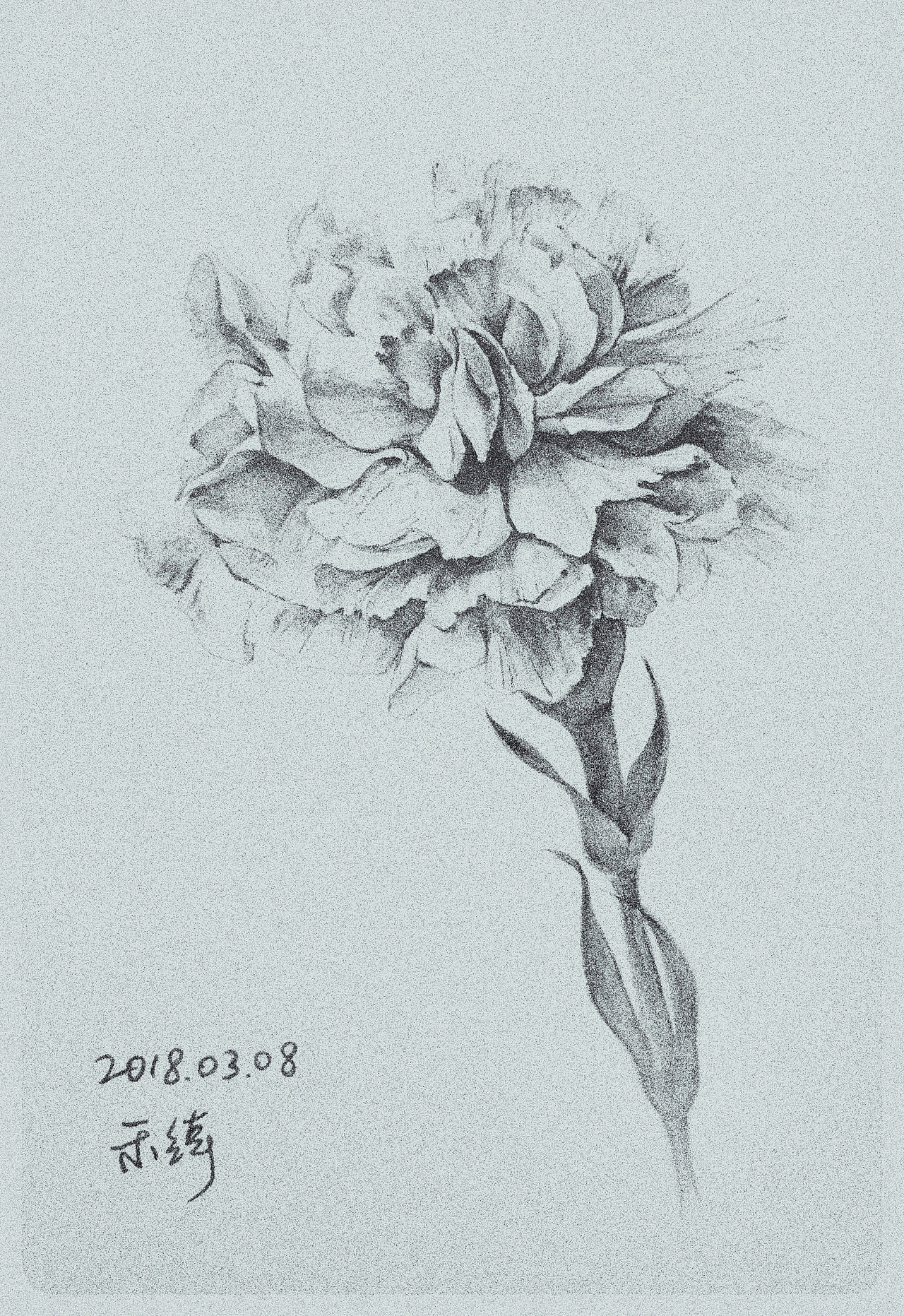 康乃馨（图ZMTI2NjMzODE2） - 创作习作 - 站酷设计师乱画的示绮原创素材 - 站酷ZCOOL