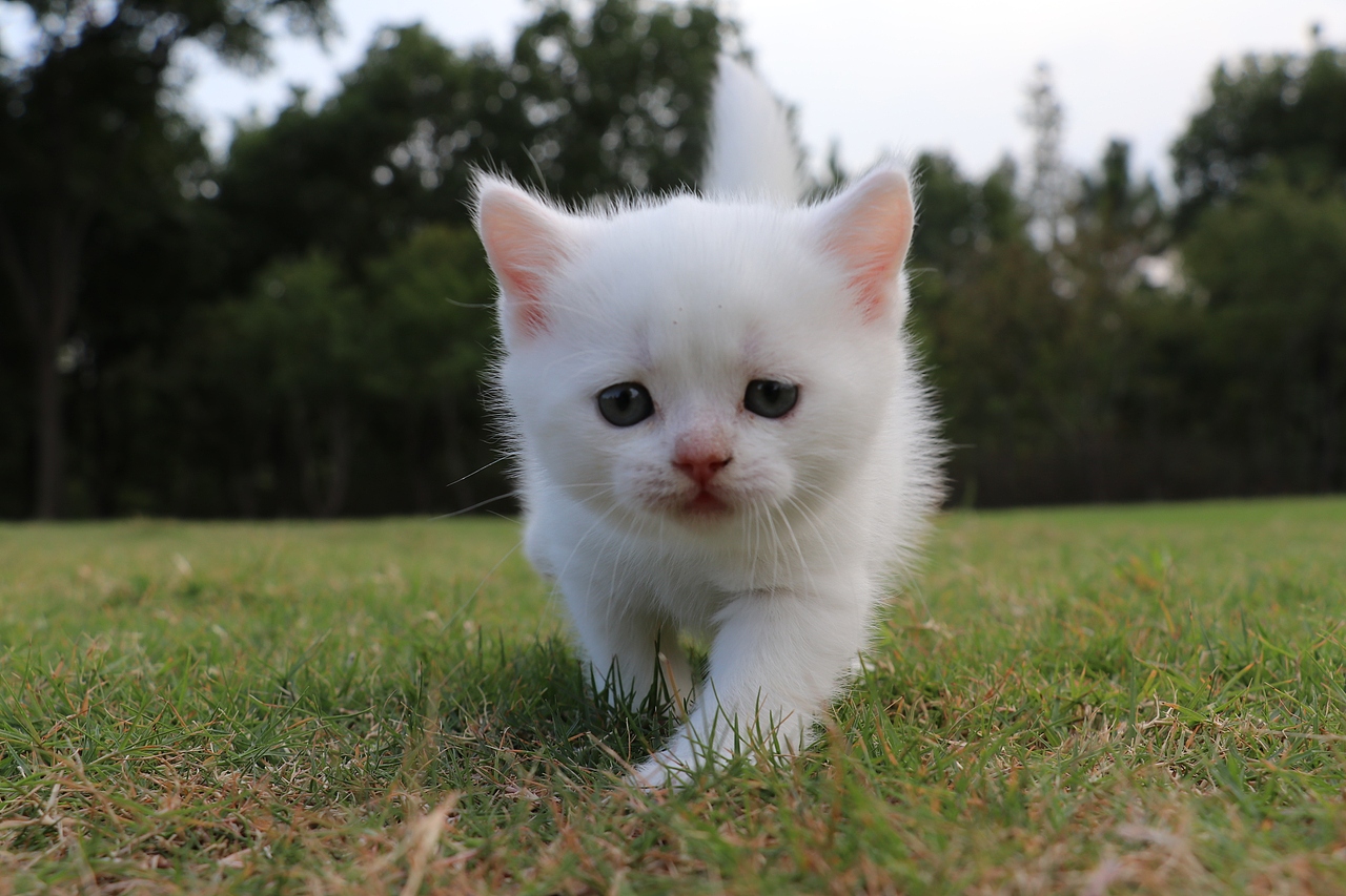 801英短纯白-母-34day565g双血统 纯白英短