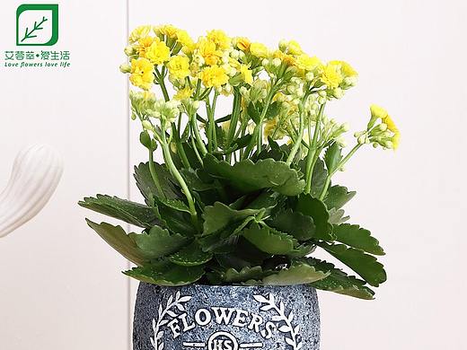 长寿花绿植详情页