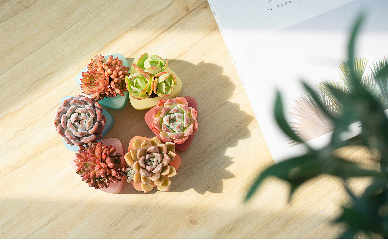三款INS风家居无土栽培多肉植物-产品摄影（图ZMTMzNTk2NDky） - 产品摄影 - 站酷设计师Pazza大安原创素材 - 站酷ZCOOL