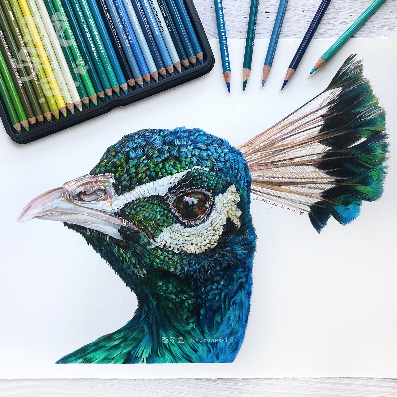 【璇子鱼彩铅作品】孔雀（图ZMjE3OTA1NDgw） - 绘画 - 站酷设计师璇子鱼原创素材 - 站酷ZCOOL