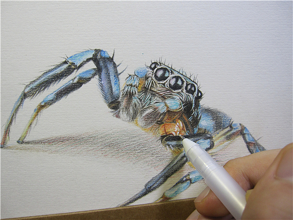 纸上彩铅跳蛛过程随录