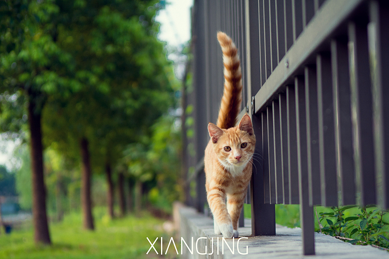 流浪猫（图ZMzUzOTkzMDQ=） - 宠物摄影 - 站酷设计师向镜原创素材 - 站酷ZCOOL