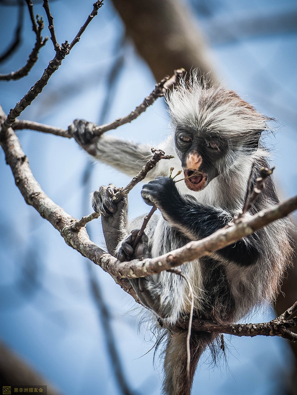 人在非洲——吃草的猴子,红色的香蕉
