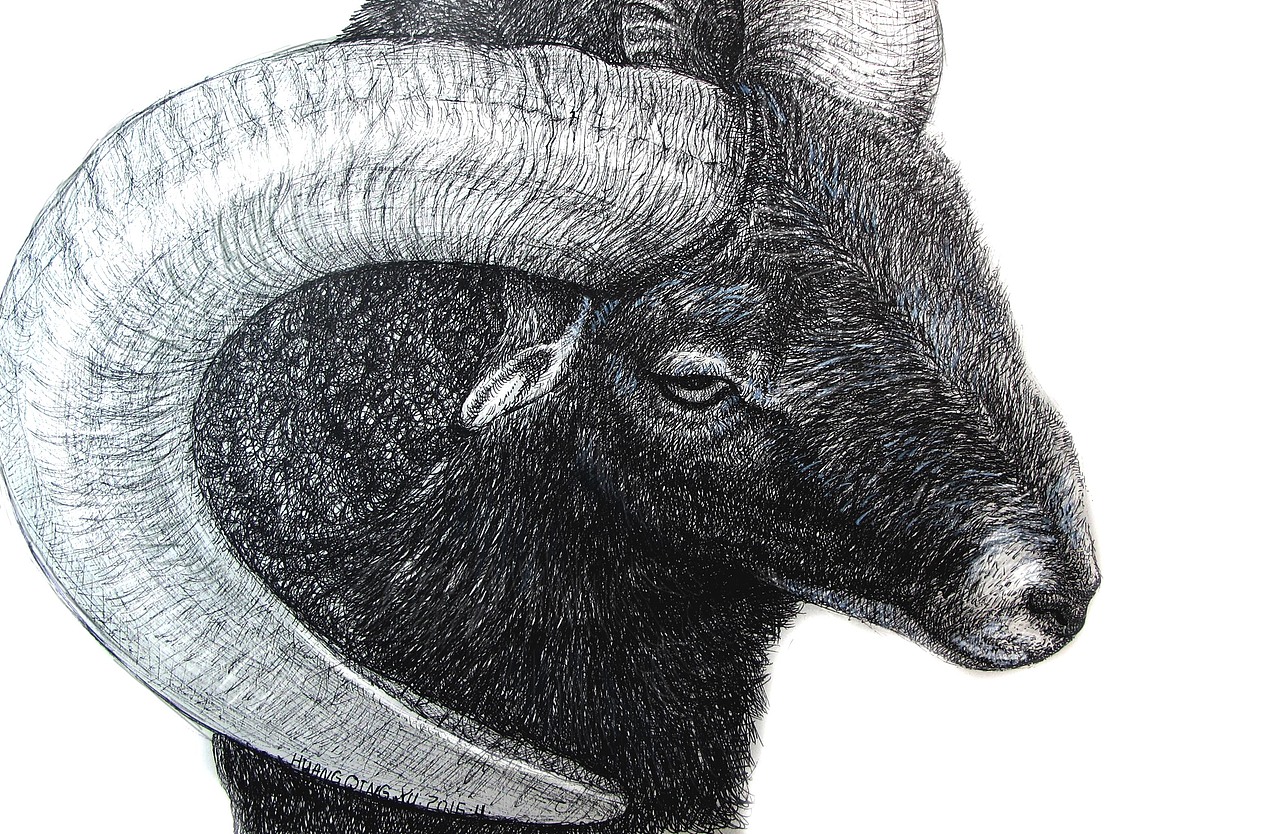 钢笔画《羚羊》