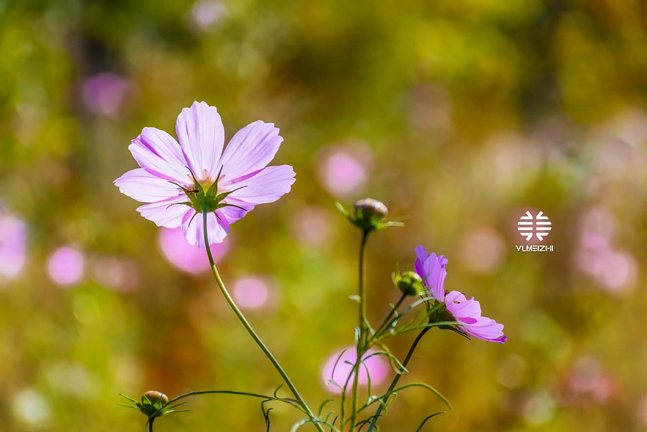 秋。小美景（图ZMTMwNDc5NTQw） - 风光摄影 - 站酷设计师御美智品牌原创素材 - 站酷ZCOOL