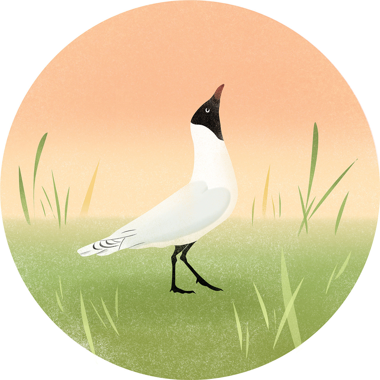 最濒危水鸟科普组画for北京市企业家环保基金会|插画|商业插画|於遥远