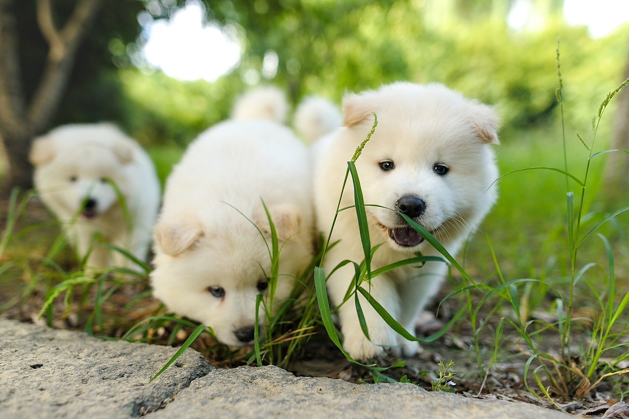【均木纪实宠物摄影】记,一群松萨的奶汪们第一次郊游