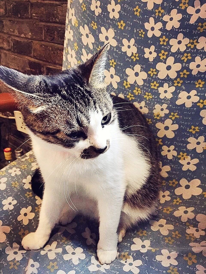 世界各地内些一面之缘的喵cat