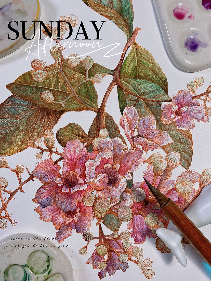 蘸水笔针管笔｜大花紫薇（图ZMzYwNTQ2Nzg0） - 艺术插画 - 站酷设计师CatCastleDZ原创素材 - 站酷ZCOOL