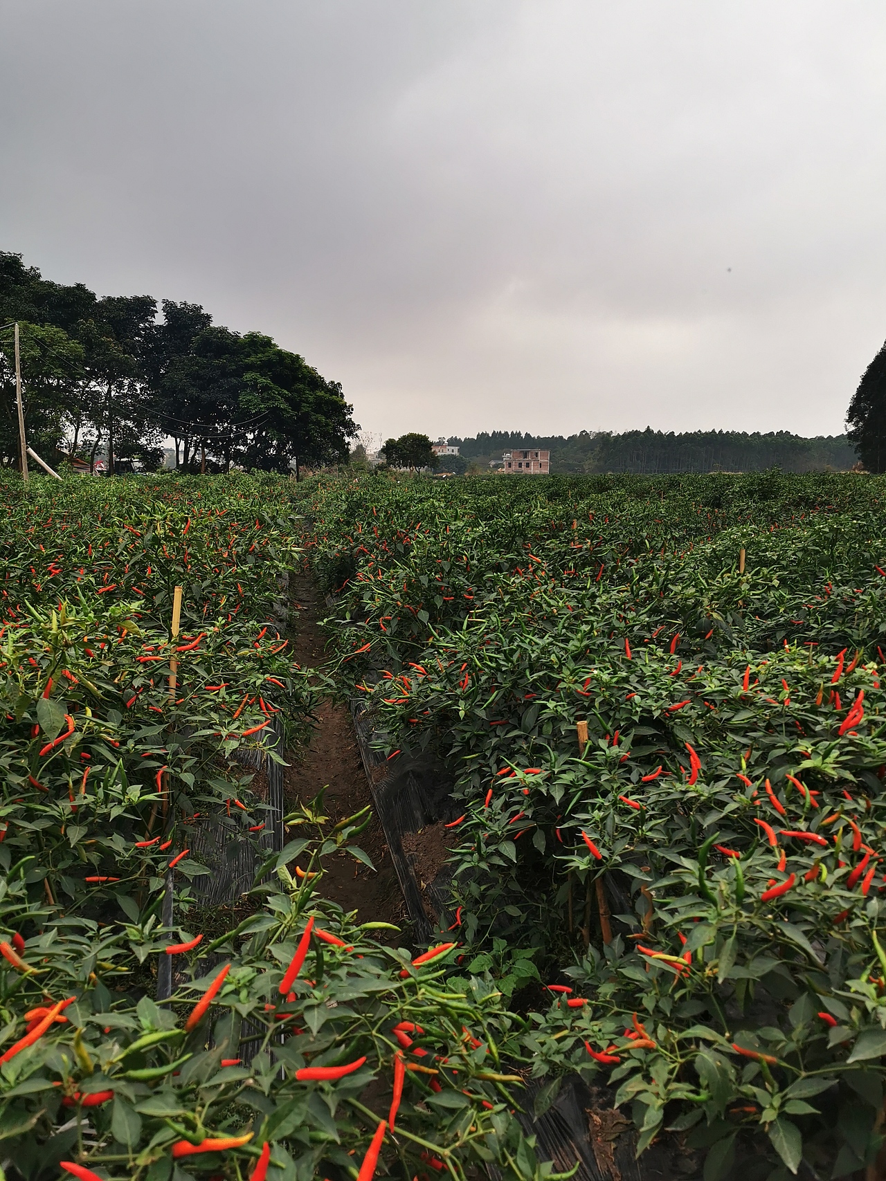 辣椒种植基地（图ZMTk2NTA1MTA0） - 风光摄影 - 站酷设计师聚英发哥工作室原创素材 - 站酷ZCOOL