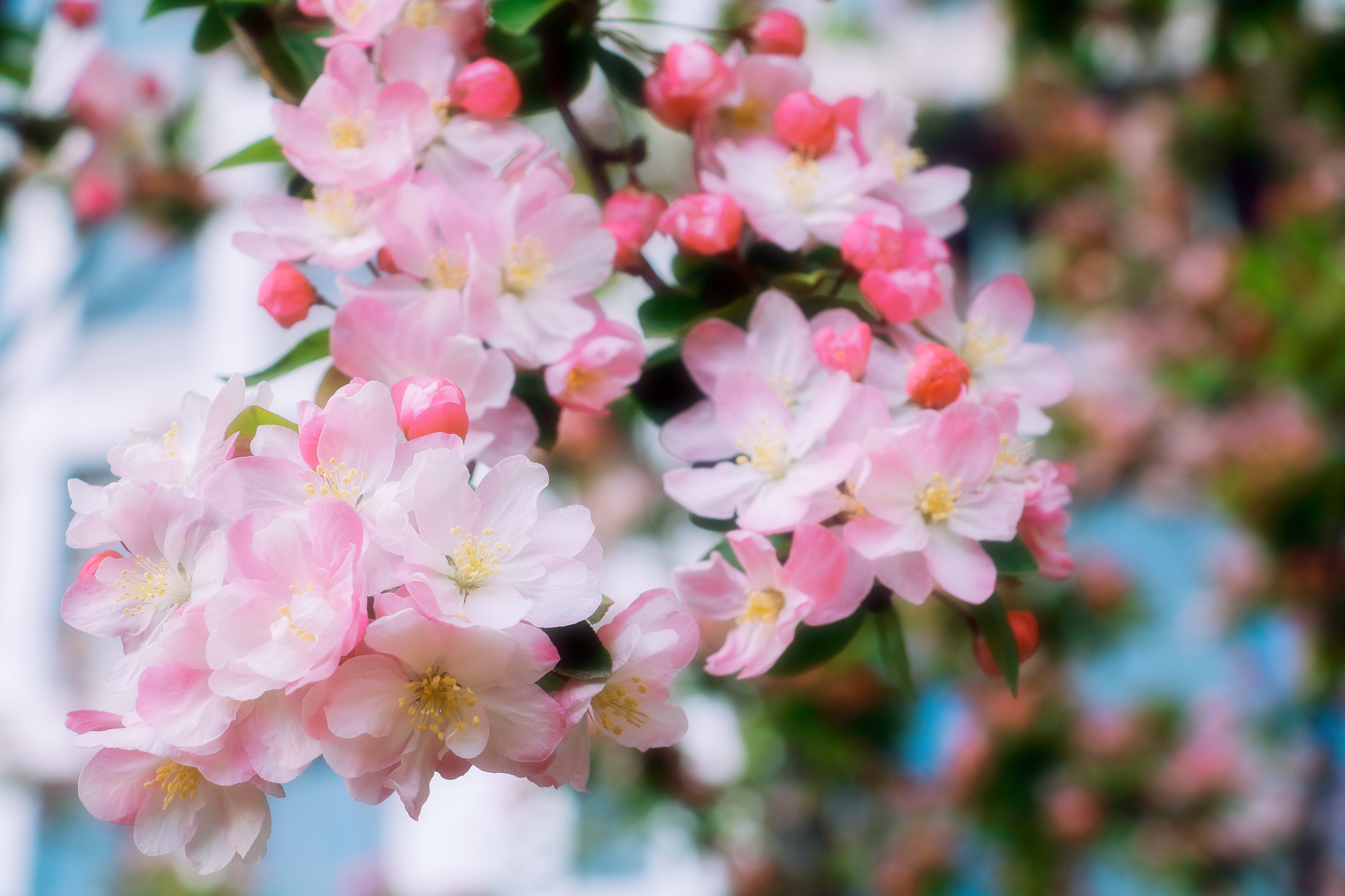 唯美粉色海棠花 -植物壁纸-壁纸下载-美桌网