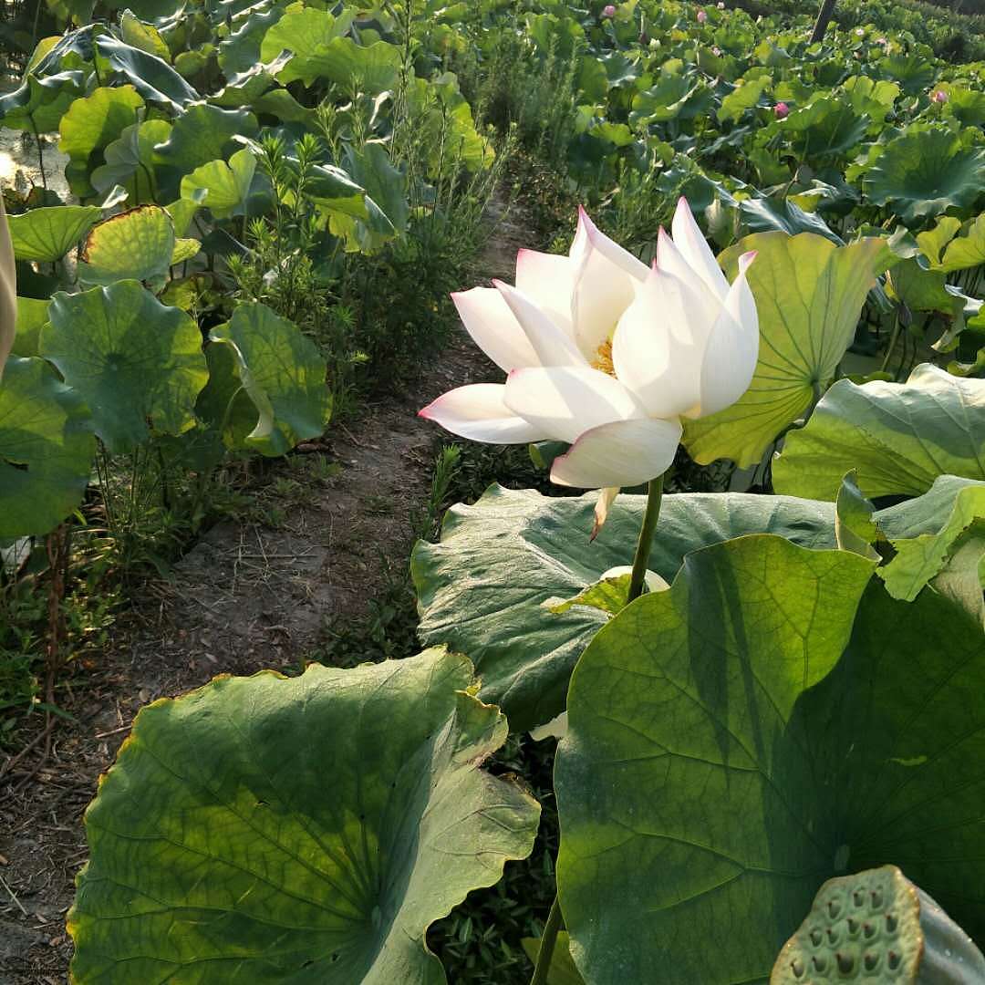 上个月去了桐庐那边玩听说荷花开了就去拍了几张照片（图ZMTIxNzEyMjI0） - 风光摄影 - 站酷设计师柩姥爷原创素材 - 站酷ZCOOL