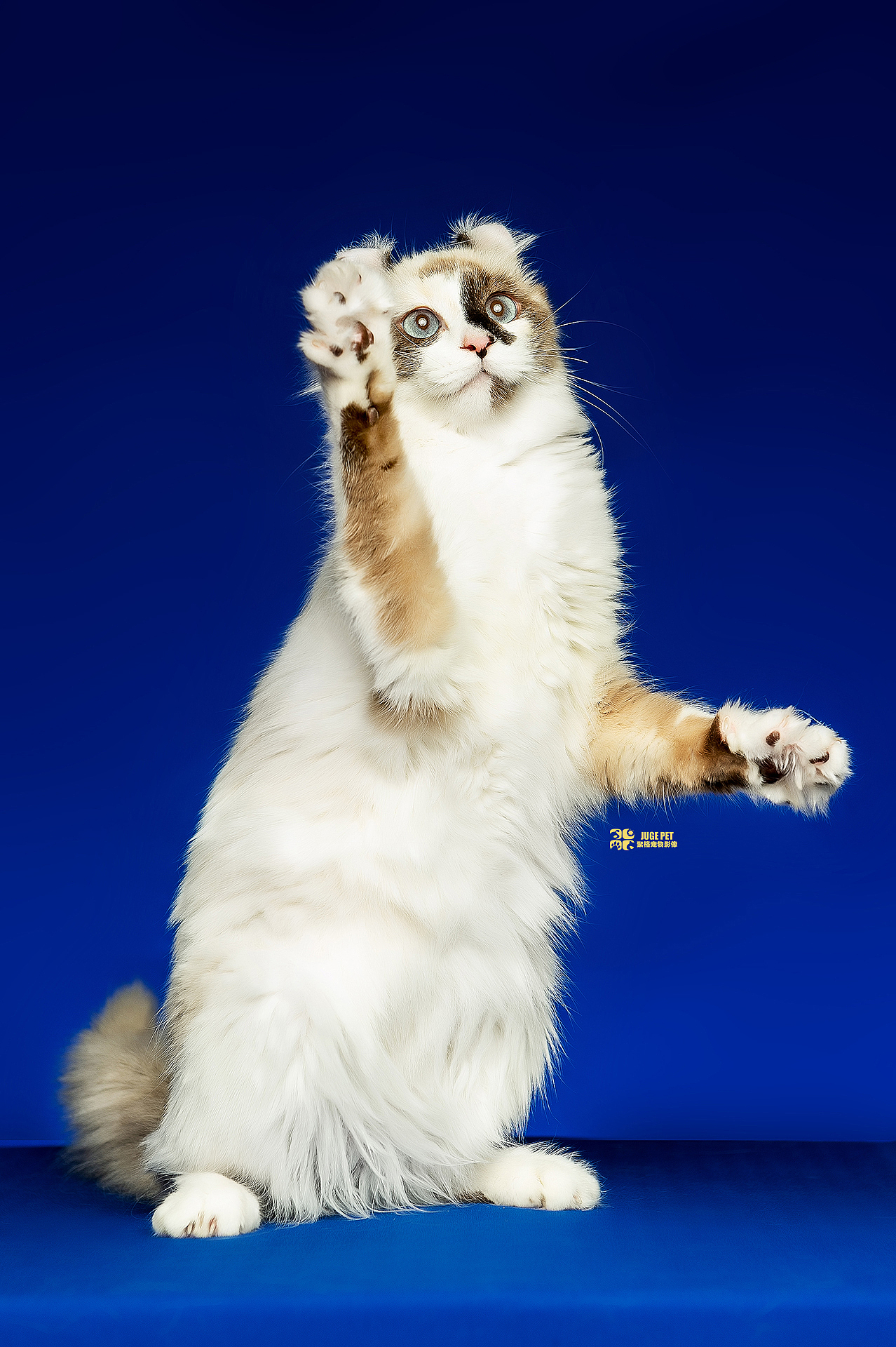 宠物摄影|猫咪拍摄(美国卷耳猫)