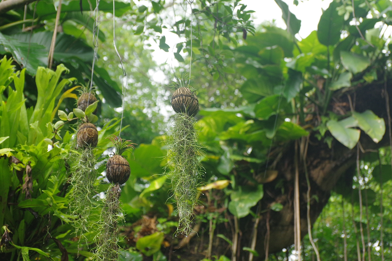 户外摄影--厦门摄影（鼓浪屿、植物园）（图ZNTc4Mzc4MjQ=） - 环境/建筑摄影 - 站酷设计师今天能喝咖啡了吗原创素材 - 站酷ZCOOL