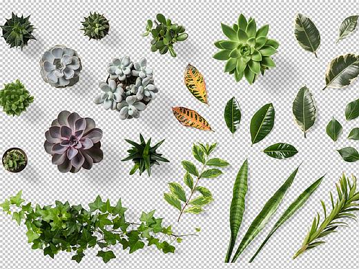 花卉 素材 Flower Clubtunes（个人主页-ZNDEyMjk1Njg=） - 图案 - 站酷设计师hildream原创素材 - 站酷ZCOOL