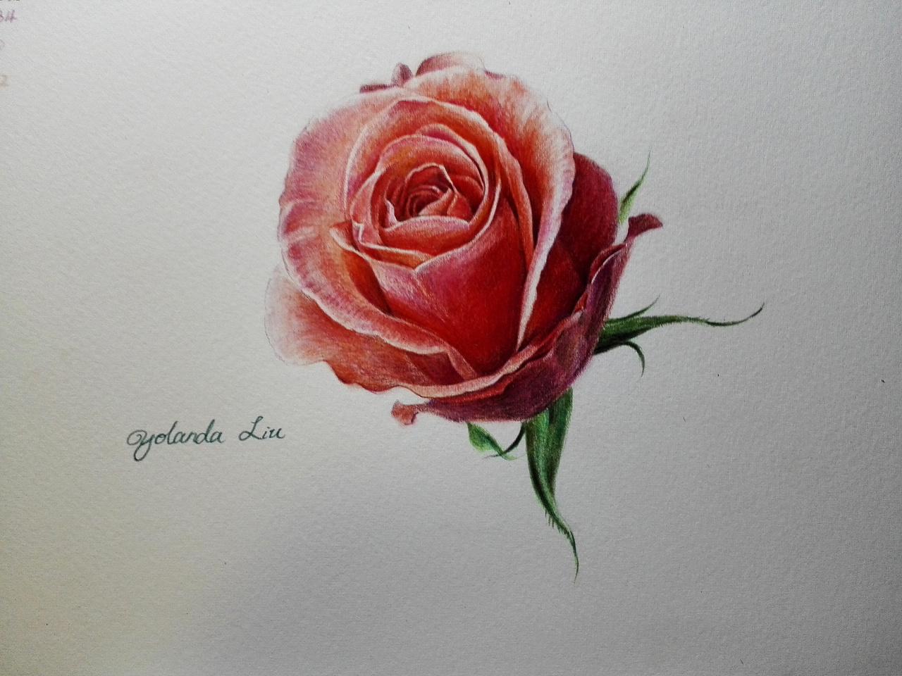 照片写生~玫瑰|彩铅|纯艺术|昱兰 - 原创设计作品 - 站酷 (zcool)
