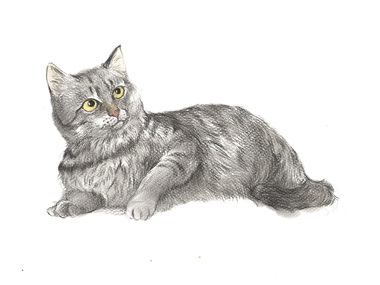 《猫奴》插画（图ZMTY5ODYyMzcy） - 商业插画 - 站酷设计师废纸原创素材 - 站酷ZCOOL