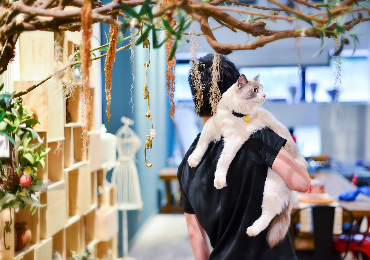 深圳宠物摄影-珀珀宠影之布偶猫（图ZMTIwNTM3MTE2） - 宠物摄影 - 站酷设计师珀珀视觉原创素材 - 站酷ZCOOL