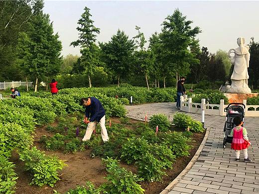 刘勇良手机纪实摄影：芍药牡丹园