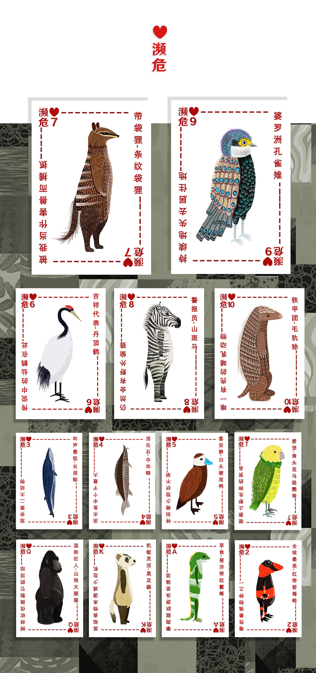 插画| 濒危物种主题插画扑克牌设计