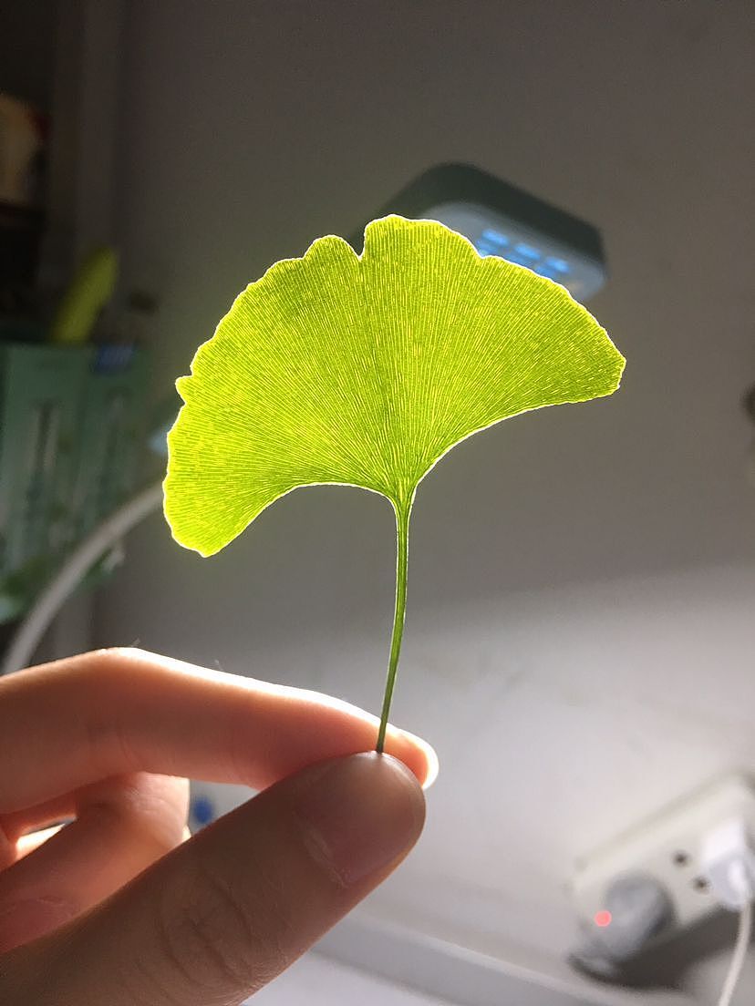 银杏树叶（图ZODQxOTcyNDQ=） - 产品摄影 - 站酷设计师CYATING原创素材 - 站酷ZCOOL