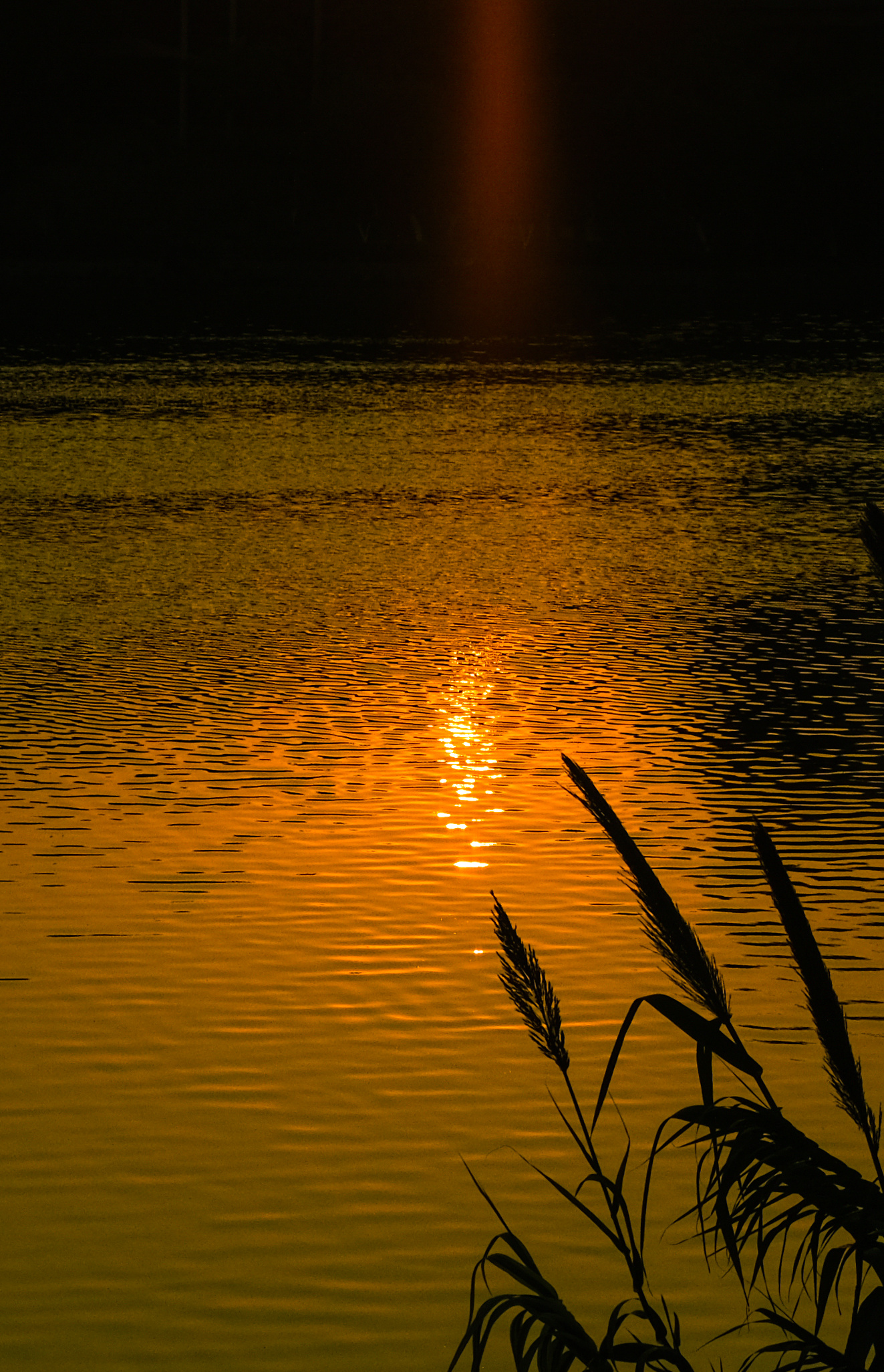 夕阳下的金光水面