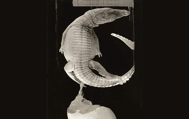 骸首饰设计师原创鳄鱼骨骼吊坠骷髅龙项链