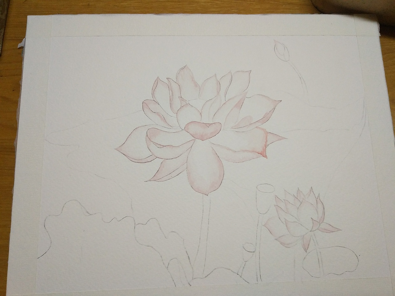 周末荷花水彩练习