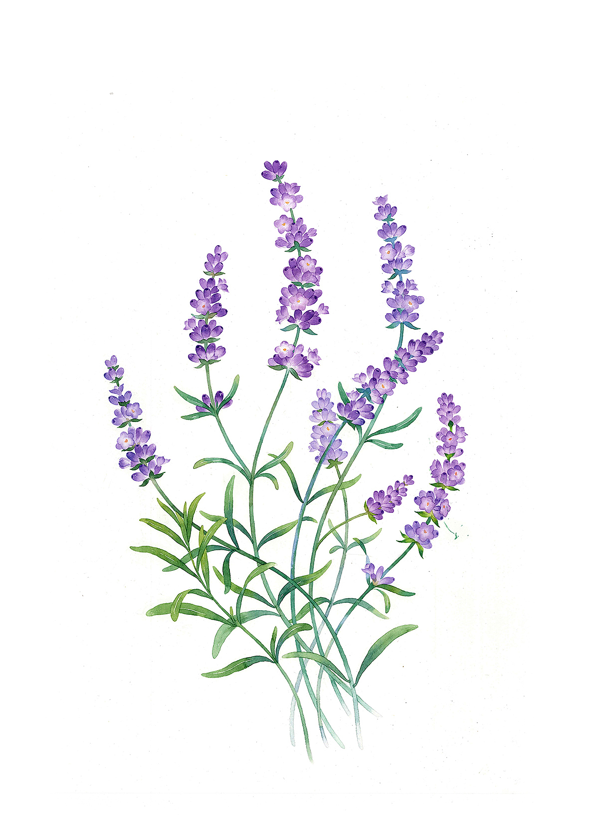 水彩手绘 花卉组合（图ZMTY4ODg3MzQ0） - 绘画 - 站酷设计师山子莓原创素材 - 站酷ZCOOL