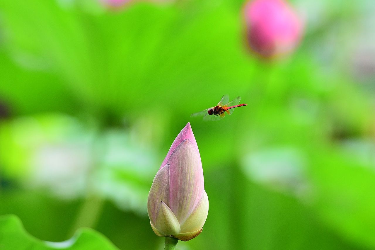 荷塘小精灵蜻蜓