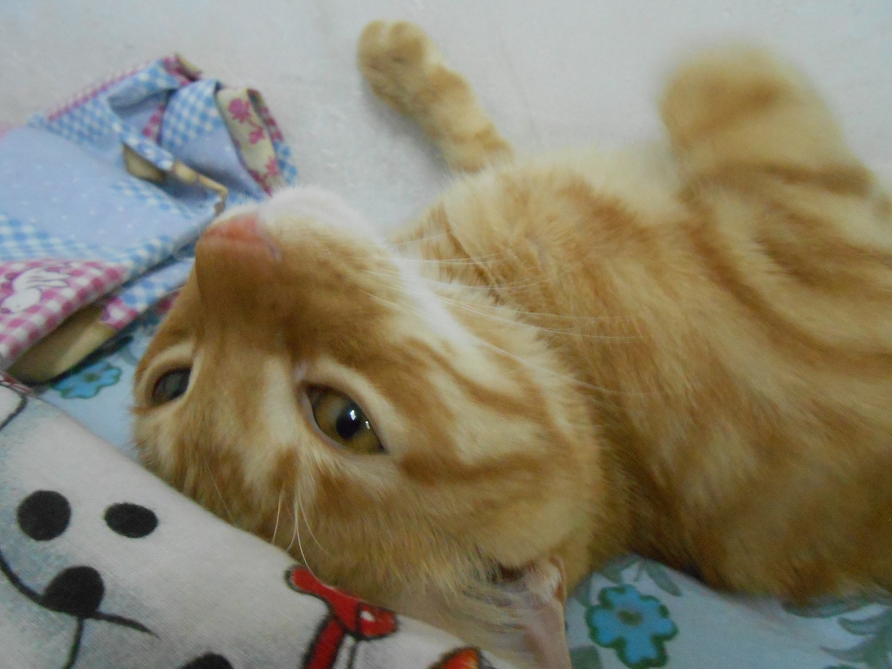 我家的猫猫(图ZMjU3NzEyMTI=) - 宠物摄影 - 站酷设计师兰芯儿原创素材 - 站酷ZCOOL