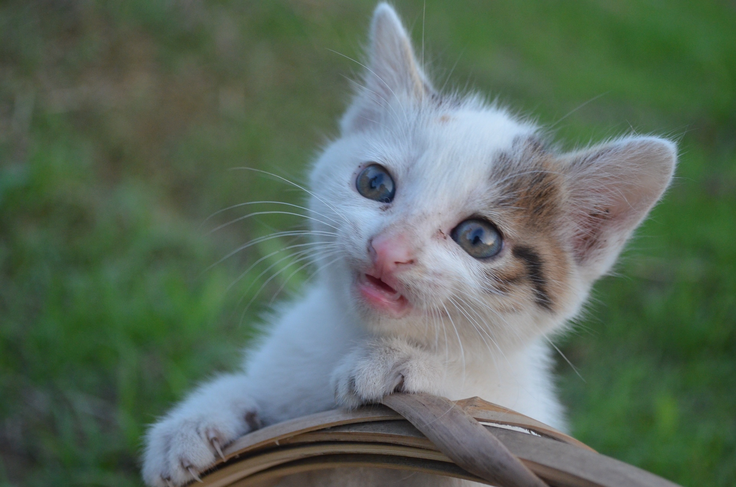 天生萌物|摄影|动物|妖尾鱼 - 原创作品 - 站酷 (zcool)