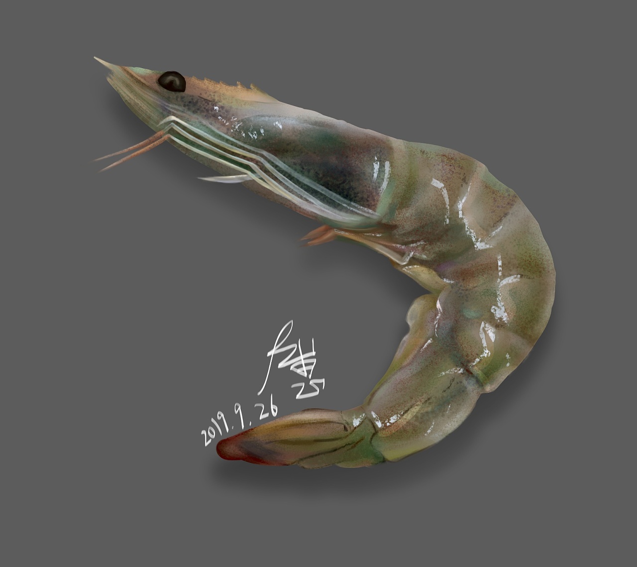 虾|插画|创作习作|枫崽 - 原创作品 - 站酷 (zcool)