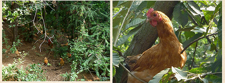 土鸡蛋详情（图ZMzQzNzQ3NDg=） - 电商 - 站酷设计师badiang原创素材 - 站酷ZCOOL