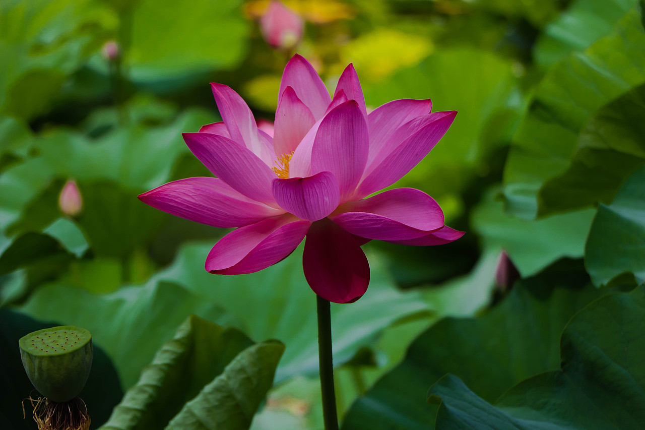 映日荷花别样红