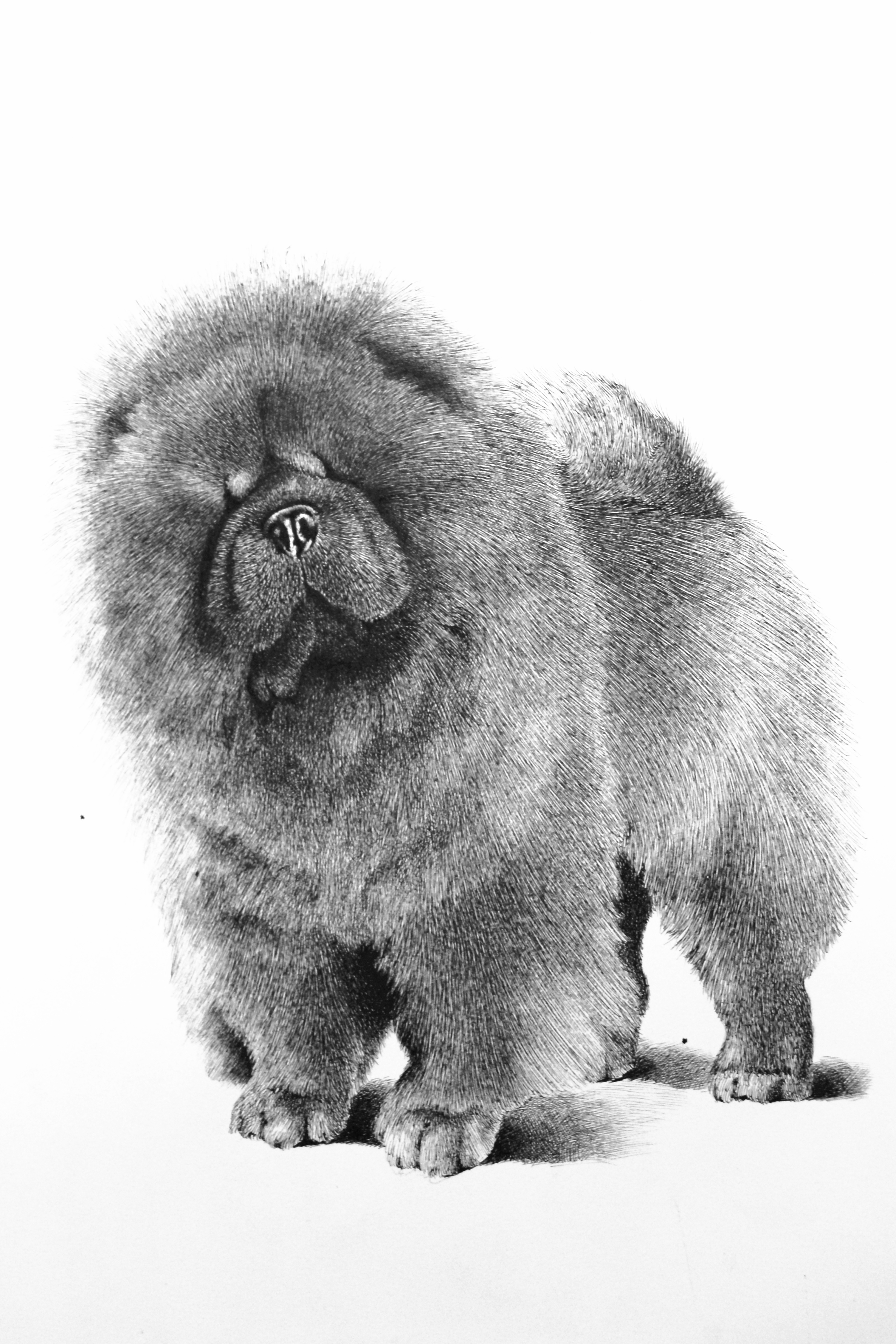 我和我的萌宠们|纯艺术|绘画|冀晓伟钢笔画 - 原创作品 - 站酷 (zcool