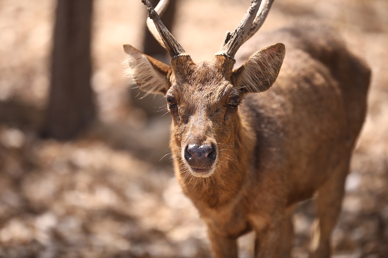科莫多岛游记（图ZMTk2MzkwNzU2） - 人文/纪实摄影 - 站酷设计师海默小天使原创素材 - 站酷ZCOOL